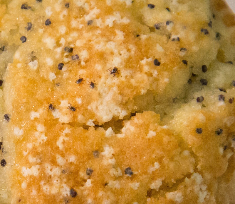 Illustration for article titled Hay cinco garrapatas en este muffin y más te vale encontrarlas si vas a salir al campo este verano